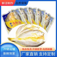 信月醇香寧德大黃魚開背黃魚鲞新鮮深海黃花魚海鮮大黃魚廠家直供